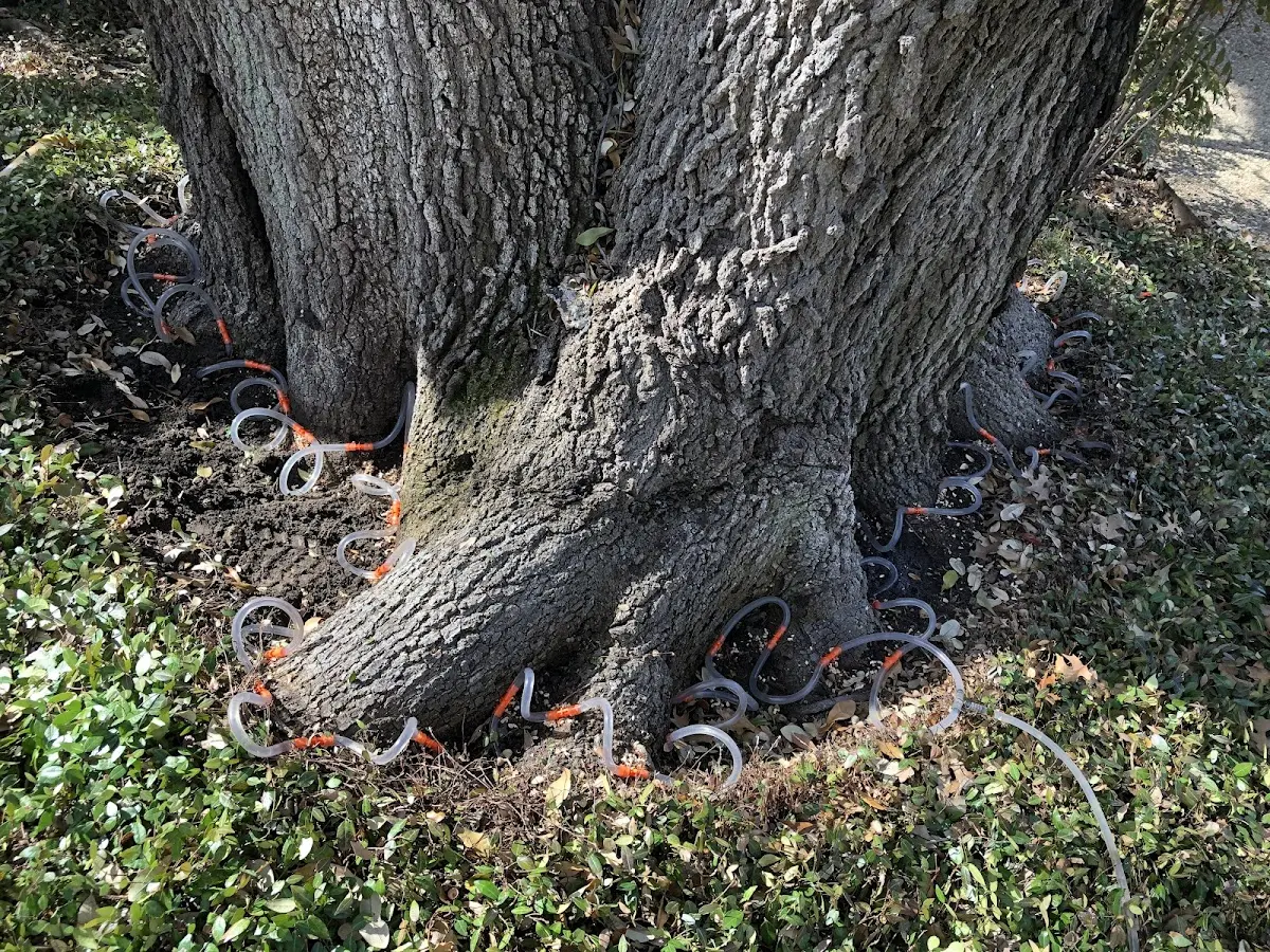 Detailed Tree Cabling and Bracing job site in Oak